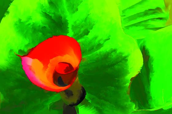 Garden_calla_lily