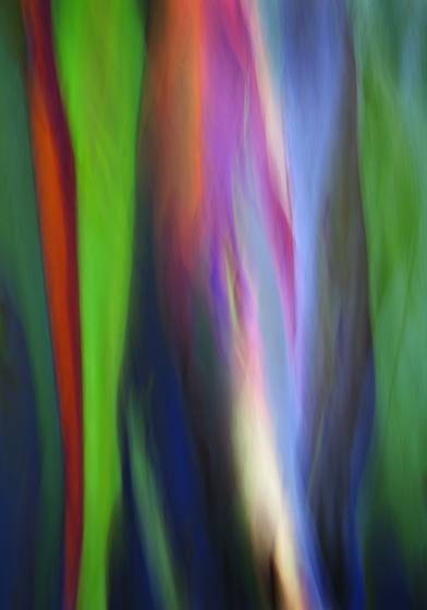 Painted_eucalyptus_ii