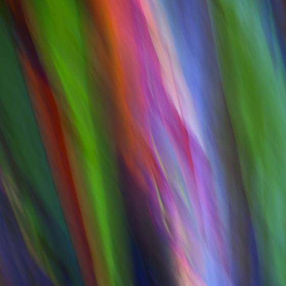 Painted_eucalyptus_viii