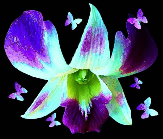 Orchid