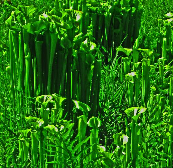 Plants