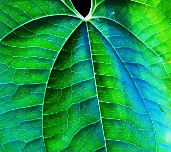 Veins_of_blue