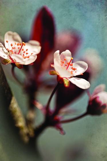 Botanical_studies_2