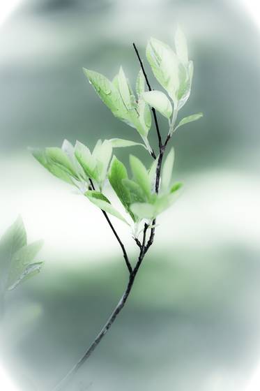 Botanical_studies_9
