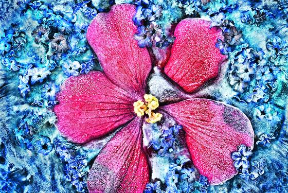 Summer_frost_begonia