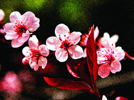Cherry_blossoms