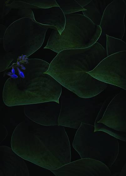 Arlington_leaves