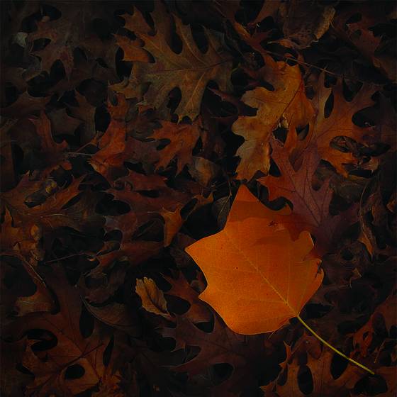 Indiana_leaves