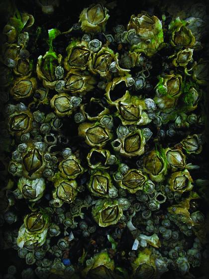 Rock_barnacles