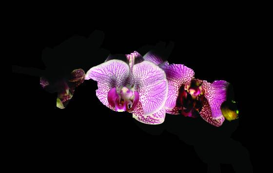 Orchid