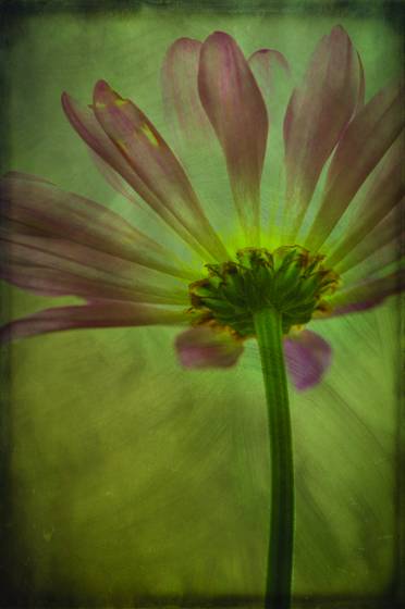 Flower_back