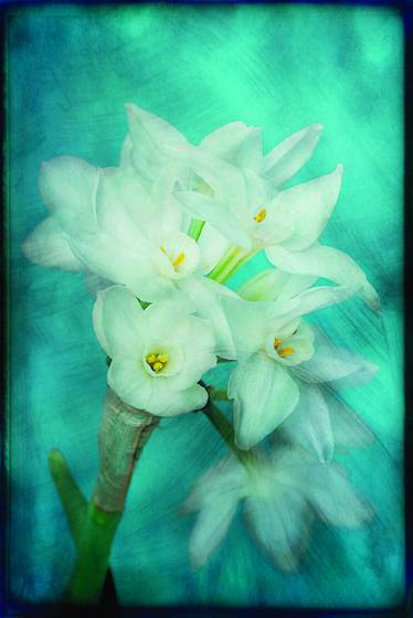 Narcissus