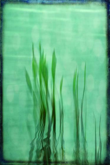 Soft_reeds