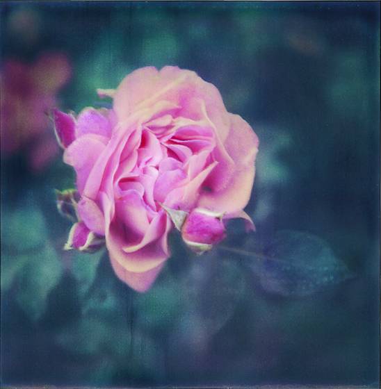 In_the_garden_4