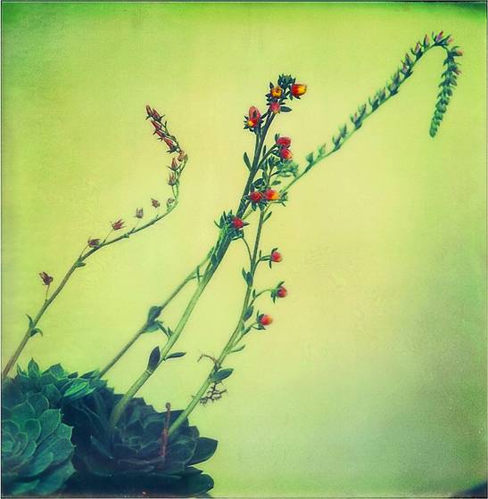 In_the_garden_9