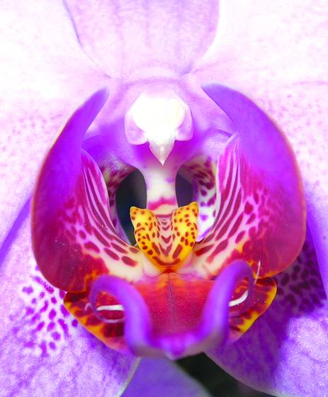The_flower_1