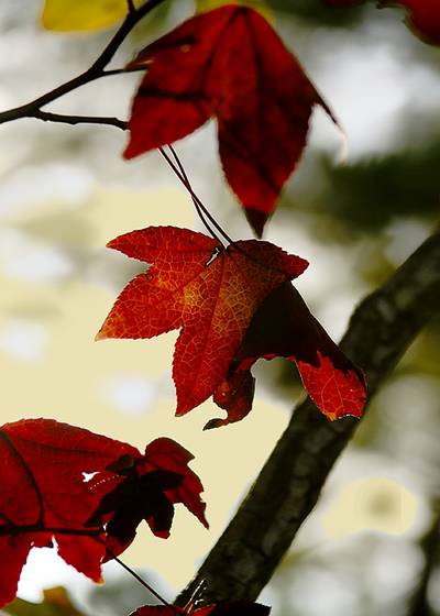 Fall_foliage_1