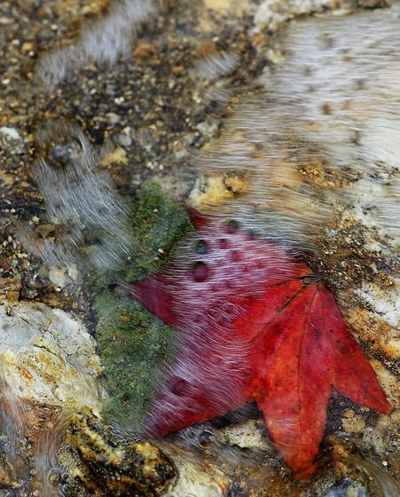 Lake_leaf