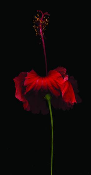 Olive_oyl