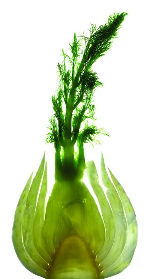 Fennel