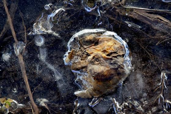 Dead_pumpkins__5