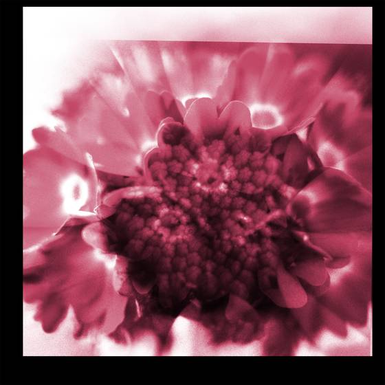 Flower_8