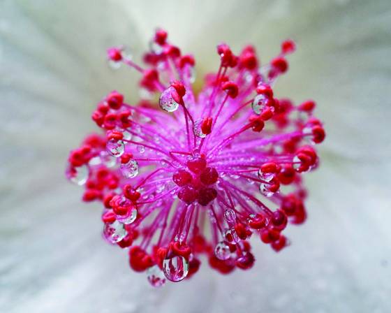Hibiscus_9419