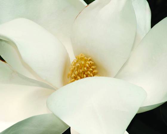Magnolia_1715