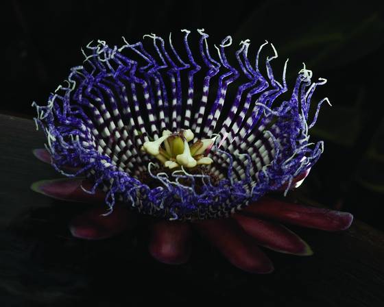 Passion_flower