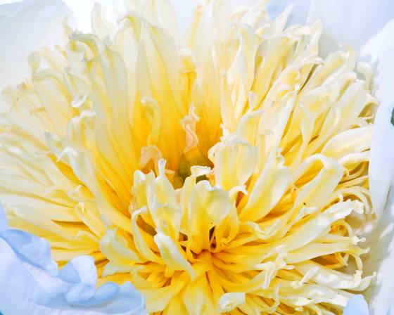 Peony_9086