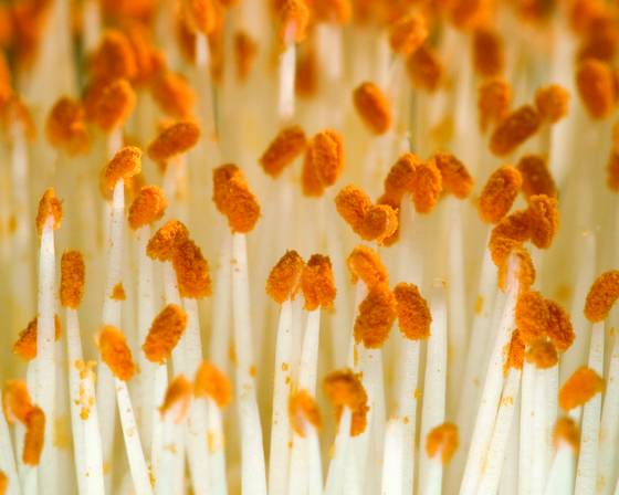 Royal_paintbrush_1p58