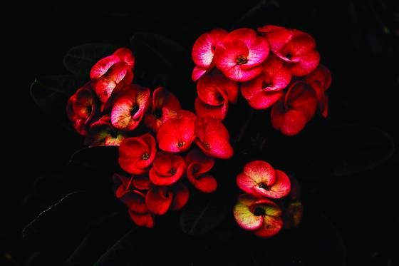Flower_study__3