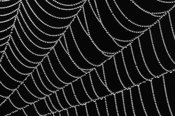 Web_pearls