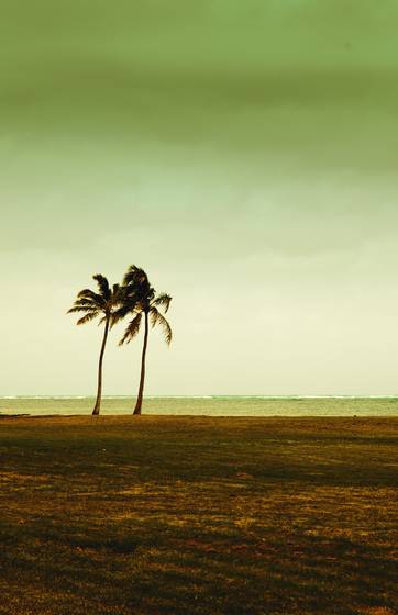 Palm_tree_duo