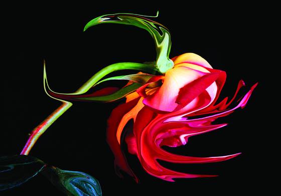 Gypsy_rose_-_001