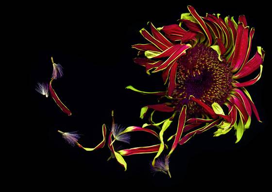 Beauty_of_impermanence_7