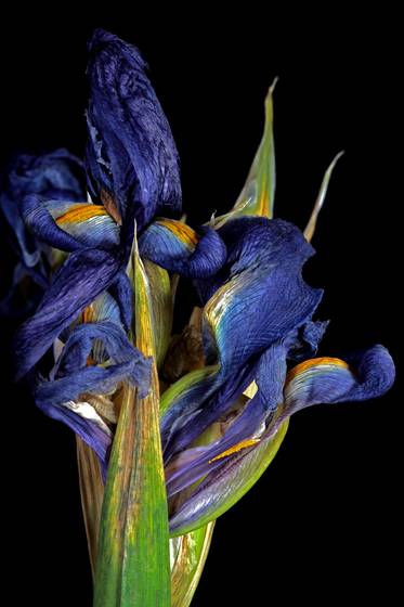 Blue_iris