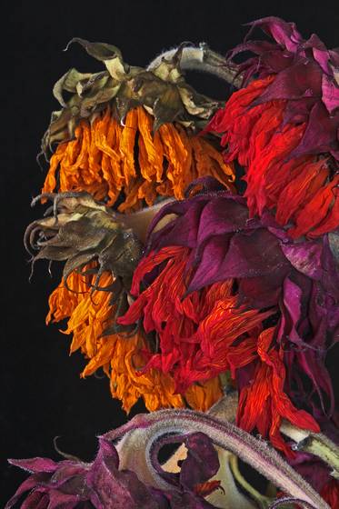 Sun_flower_2