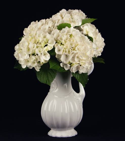 Hydrangeas