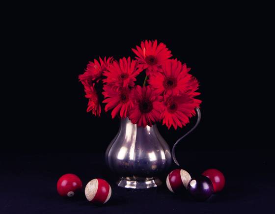 Red_gerber_daisies