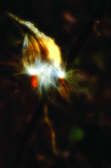 Milkweed_6