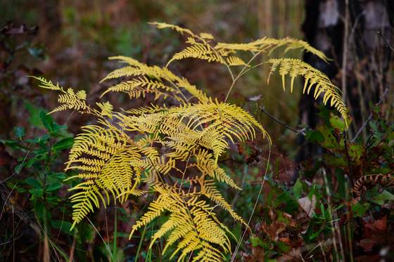 Gold_fern