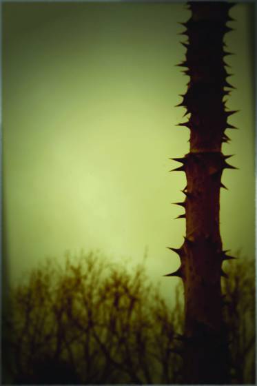 Devil_s_walking_stick