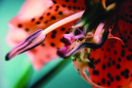 Dragon_lily
