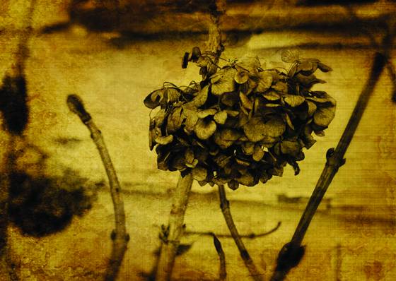 Beautiful_decay_iii
