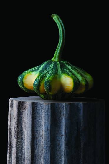 Flying_saucer_squash