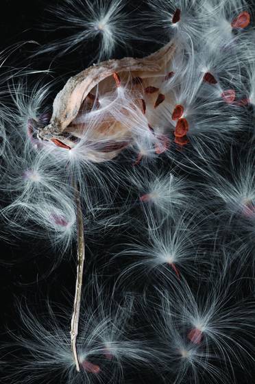 Milkweed_series__5