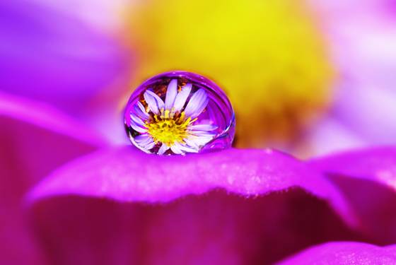 Floral_water_drop