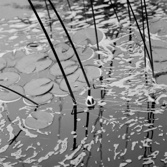 Water_lillies___2