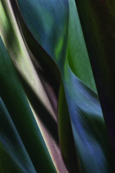 Ginger_leaves